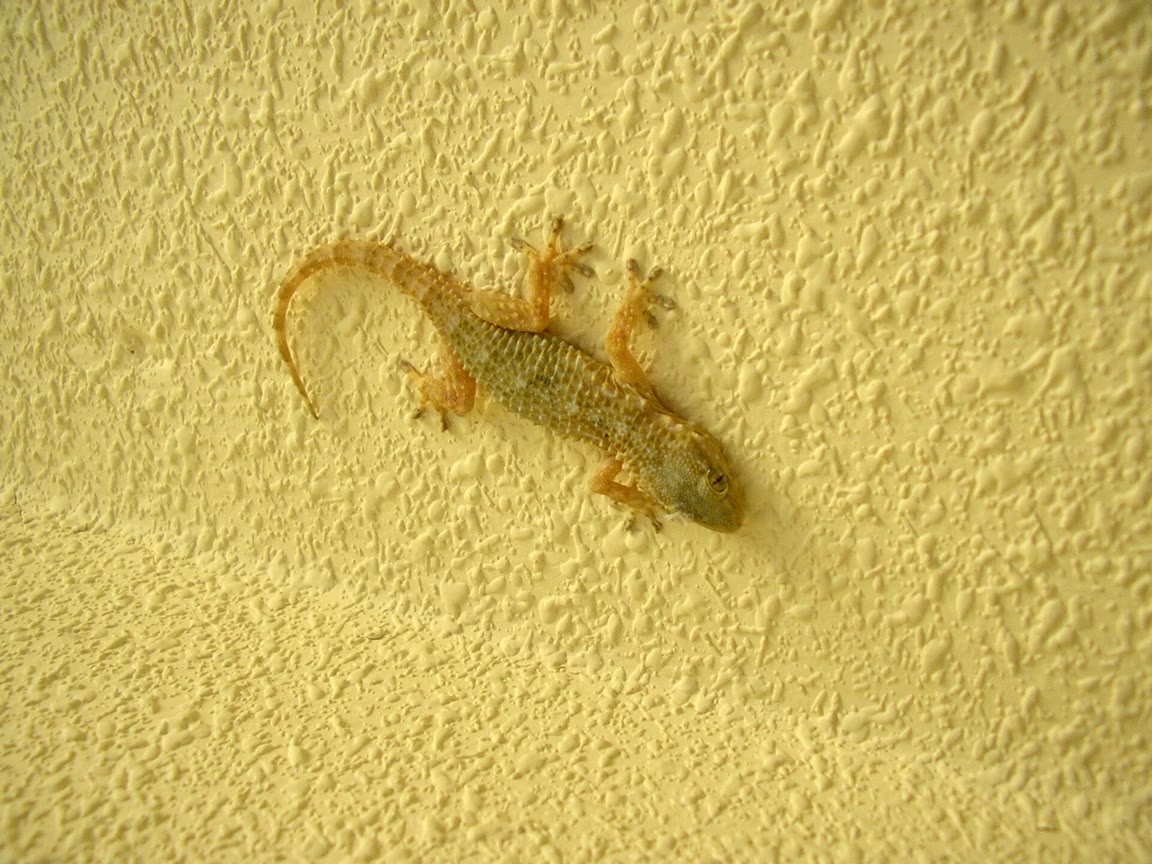 A pale brown gecko clinging upside down to a textured beige ceiling, its tail curved behind it.